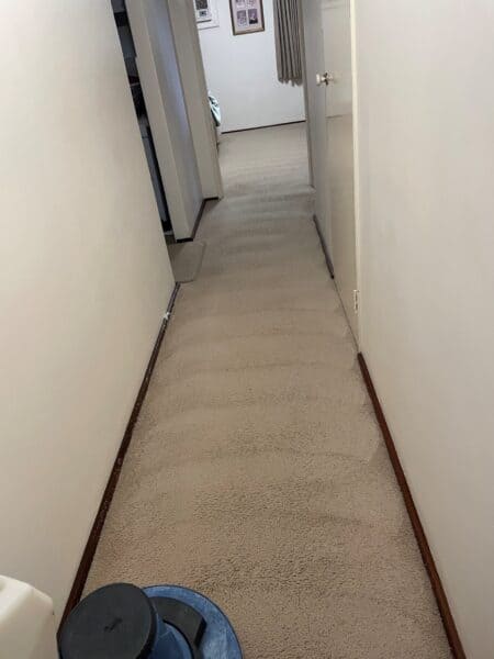 35 years carpet cleaning