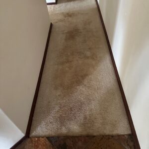 carpet cleaning